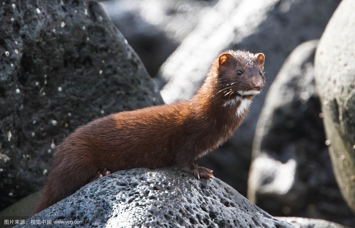 水貂繁殖视频,水貂的繁衍方法