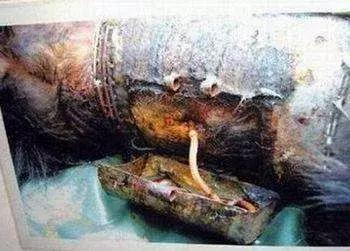 看了让人非常难受的高分电影,这辈子都不想看的电影