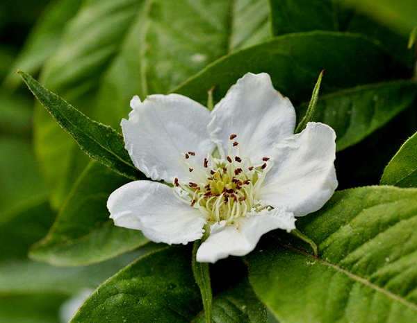 每日花语正能量,每日花语向日葵