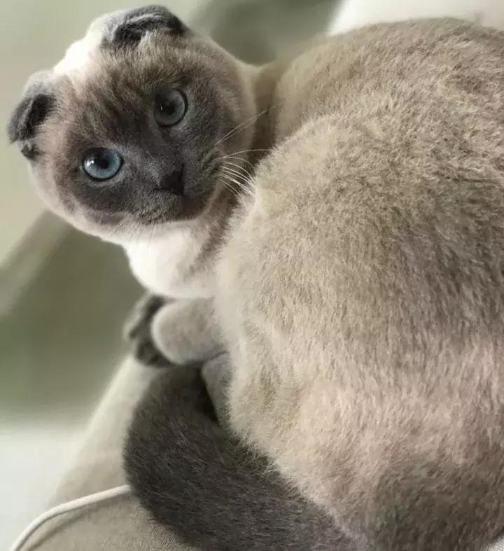 人类吸猫小史,人类吸猫的时候猫是怎么想的