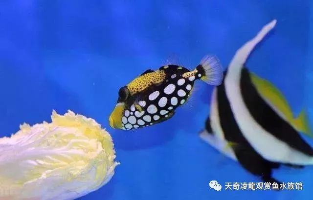 不换水的海水缸，放入新鱼就死，什么情况？