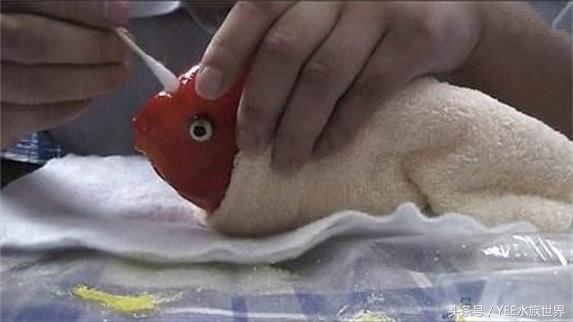 天地生化而成的精灵，一直在跟这些疾病搏斗