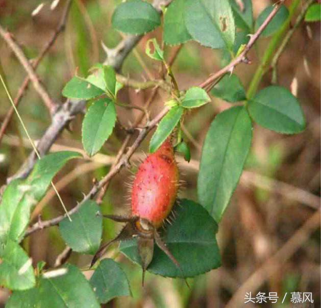 童年的野果味道,童年的回忆又香又甜的野果