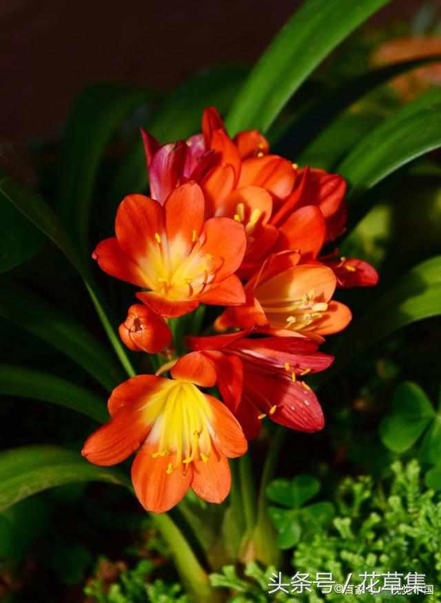 君子兰这些品种越养越值钱，看看你们养的君子兰到底值不值钱