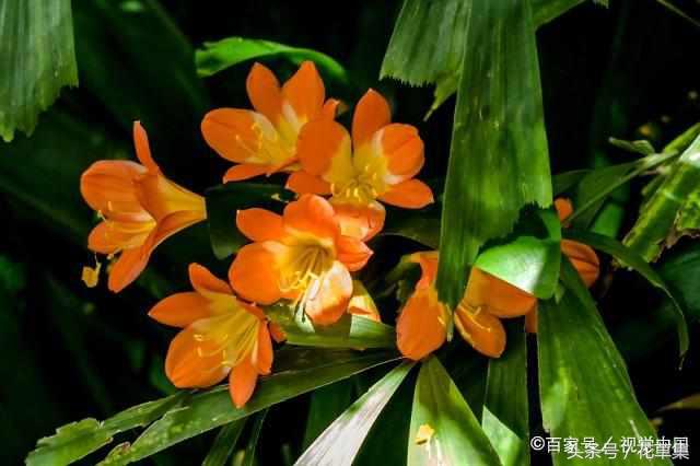 君子兰这些品种越养越值钱，看看你们养的君子兰到底值不值钱