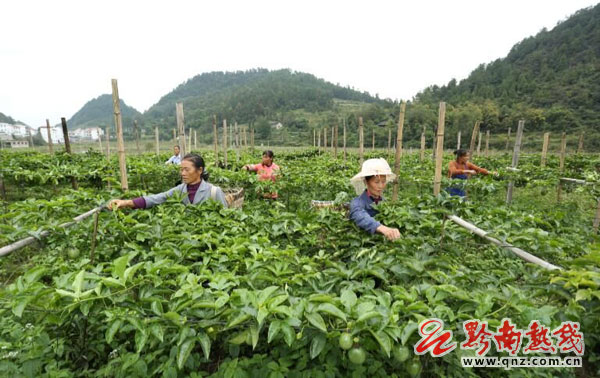 平塘县平舟镇：“飞地扶贫”带动千人致富