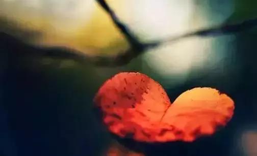 儒雅美文美图,日久见人心图集