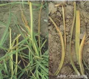 早疫病和晚疫病怎么区别,哪些病害属于晚疫病