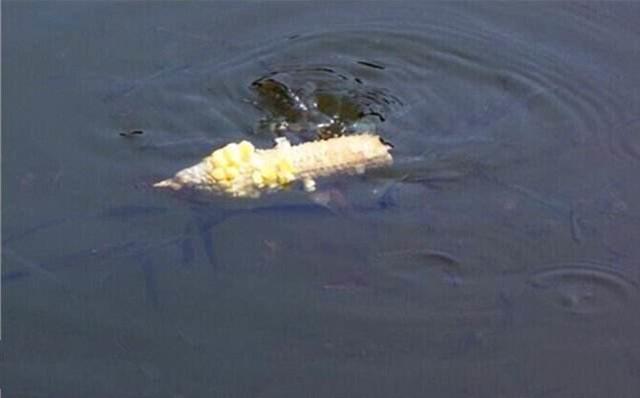 野钓鱼进窝不开口咋办,钓鱼进窝不开口怎么回事