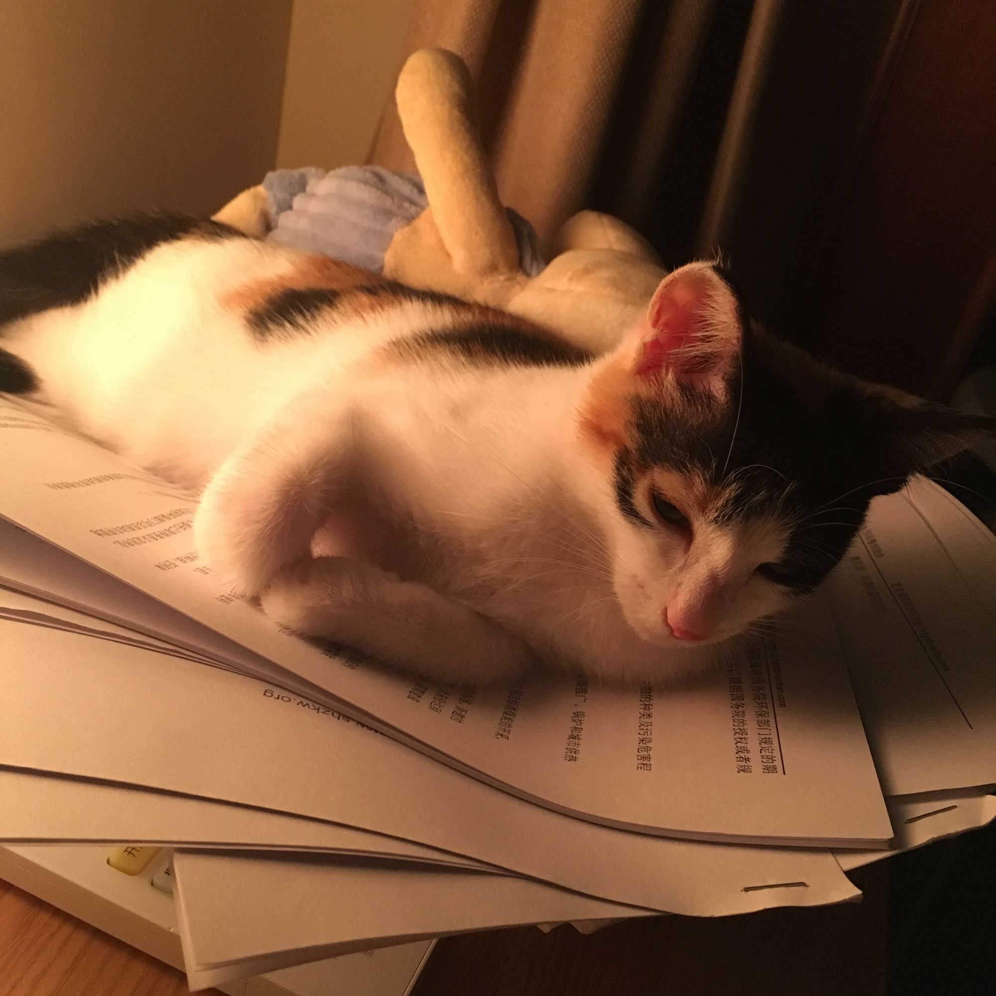 刚捡了小猫怎么办,刚捡回来小猫咪应该怎么处理