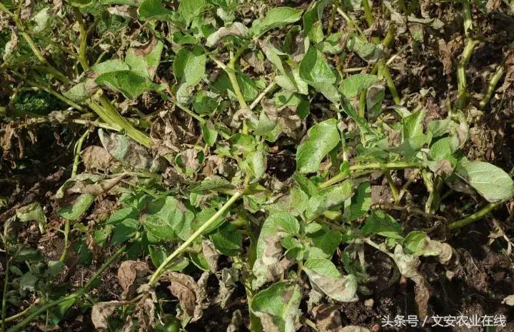 早疫病和晚疫病怎么区别,哪些病害属于晚疫病