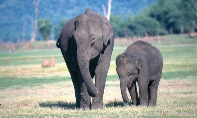 湿地和湿地动物,国外最大的湿地有什么动物