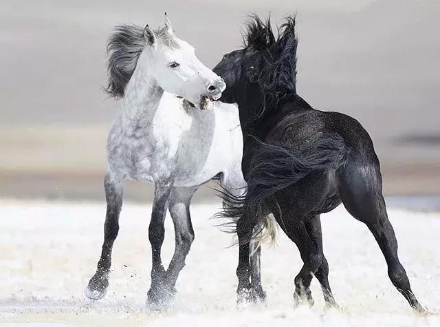 巴彦淖尔攻略,巴彦淖尔市内游玩攻略免费