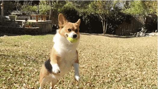 家有宠物训练,家有萌宠狗狗训练系列教学