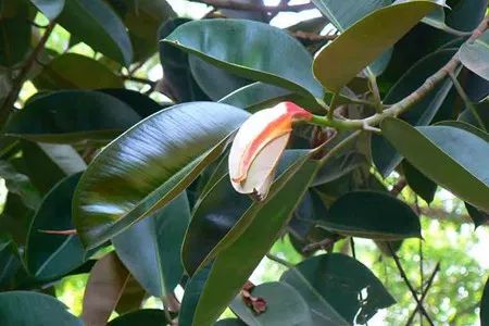 秋季对咽喉保养最好方法,秋冬嗓子疼多吃什么水果