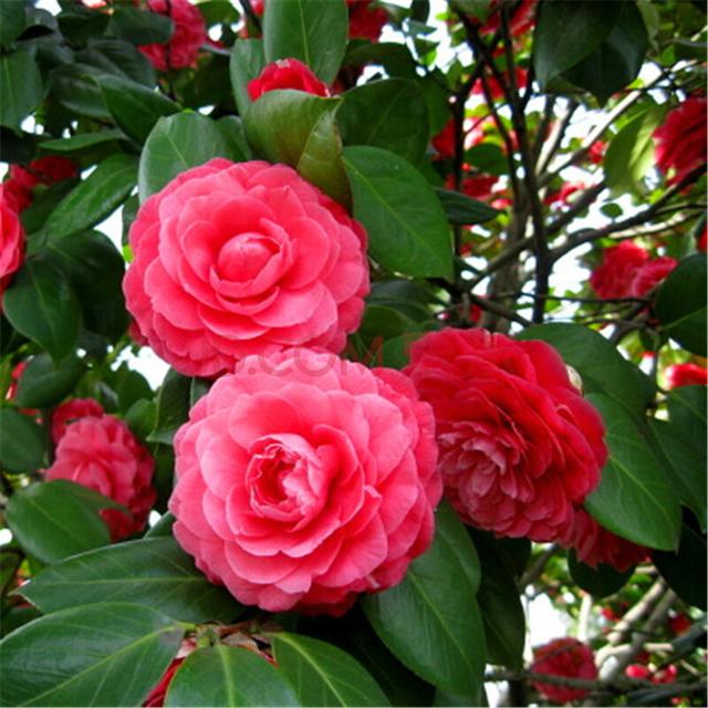 养花需要重视细节,不会养花花儿却生长得很好