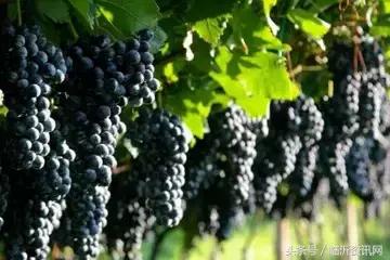 世界公认10大顶级水果,世界粮农组织推荐的五大健康水果