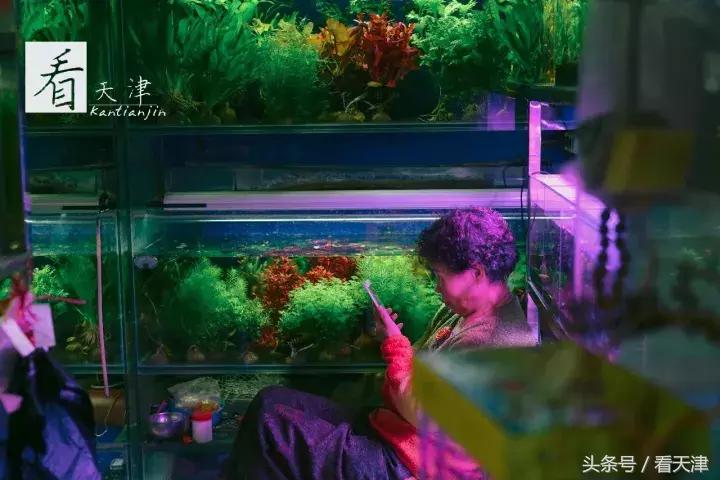 天津宝鸡道花鸟鱼虫市场地铁,宝鸡道花鸟鱼虫市场天津