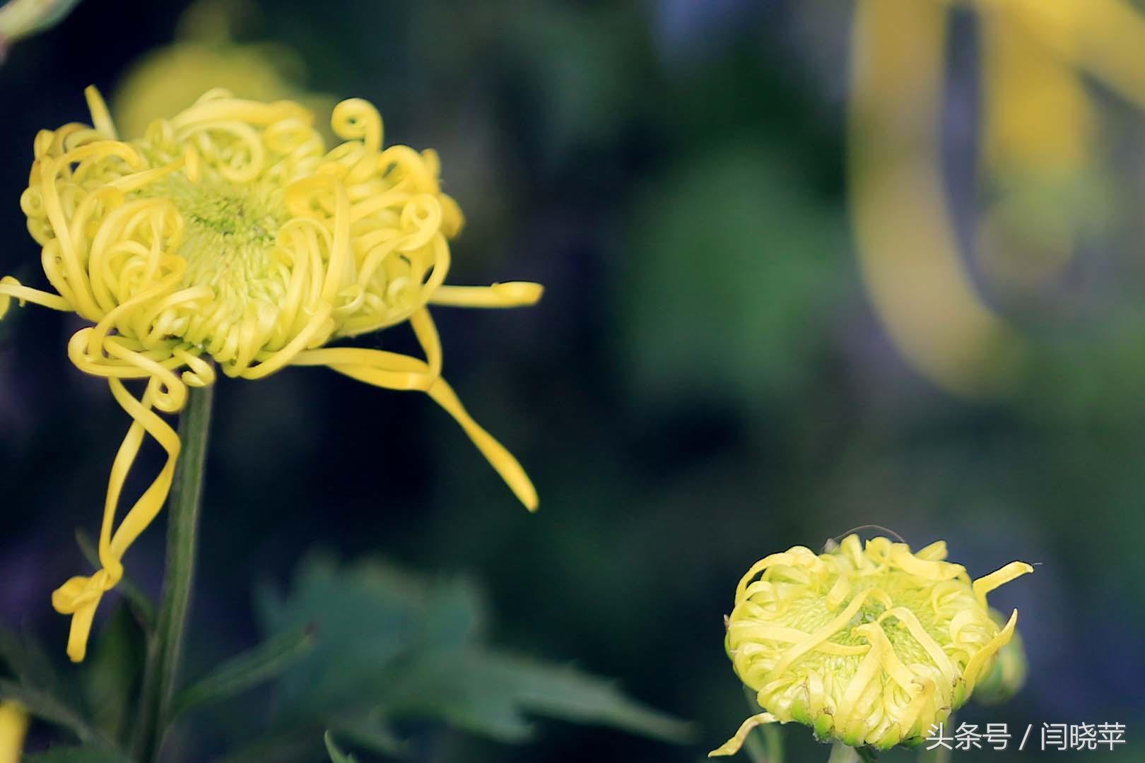 悠然菊影从何觅？南山菊姿下龙亭