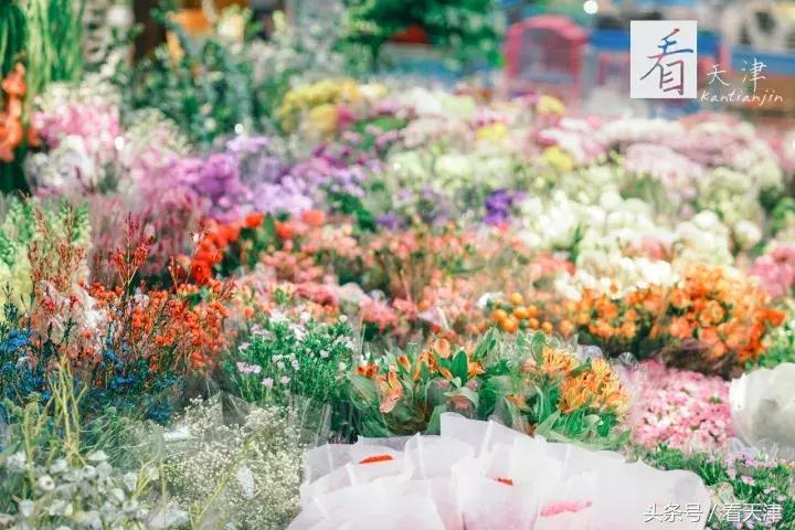 天津宝鸡道花鸟鱼虫市场鹦鹉全吗,天津市宝鸡道花鸟鱼虫市场文玩