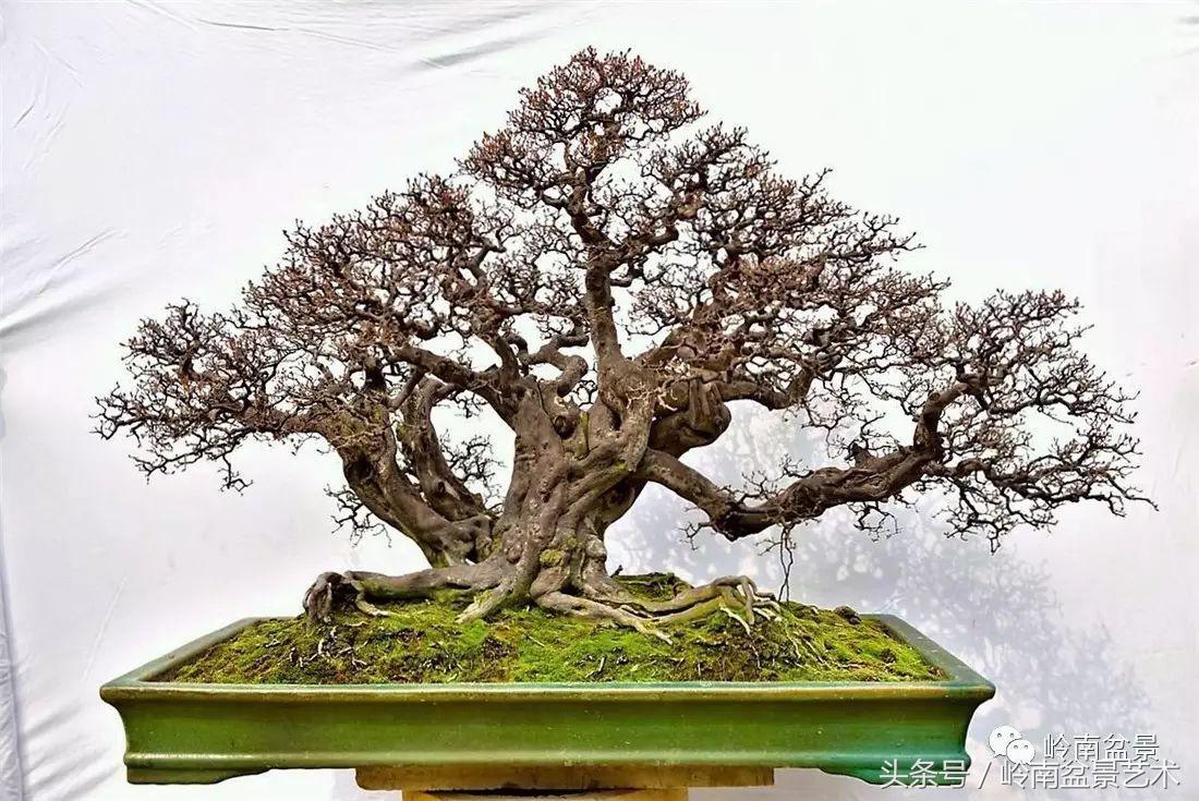 雀梅盆景100幅欣赏,珍藏雀梅盆景图片