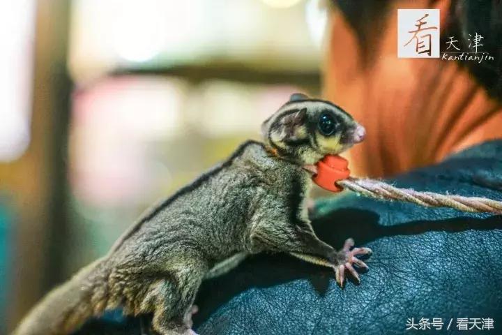 天津宝鸡道花鸟鱼虫市场地铁,宝鸡道花鸟鱼虫市场天津