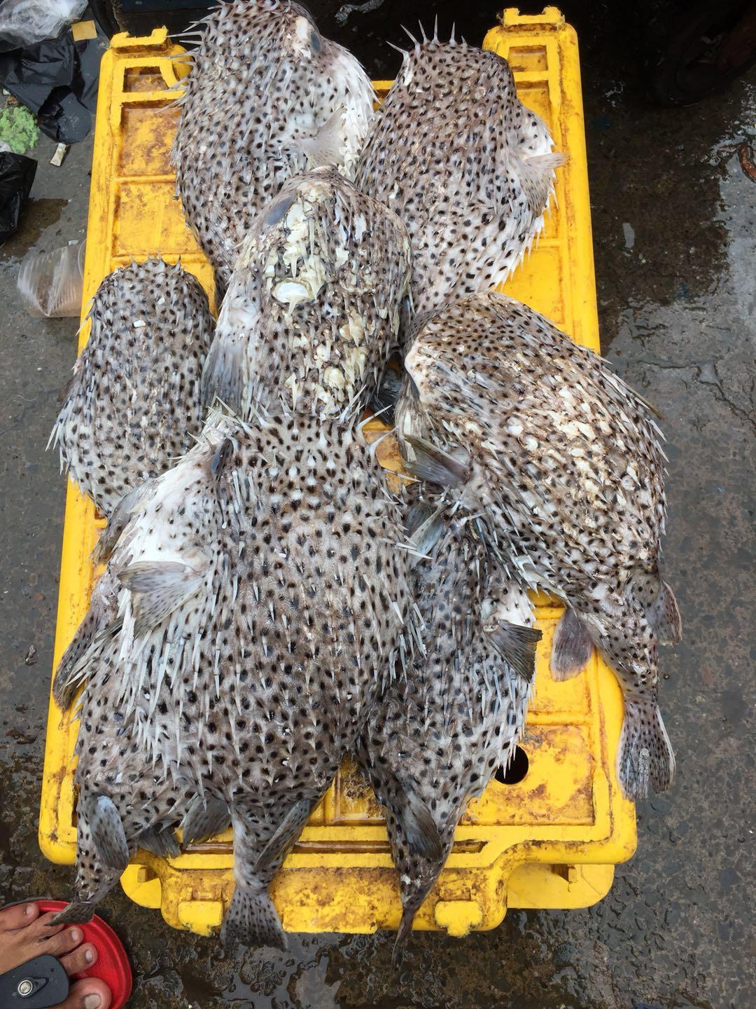 在马来西亚的中国女人,去马来西亚旅游的女孩