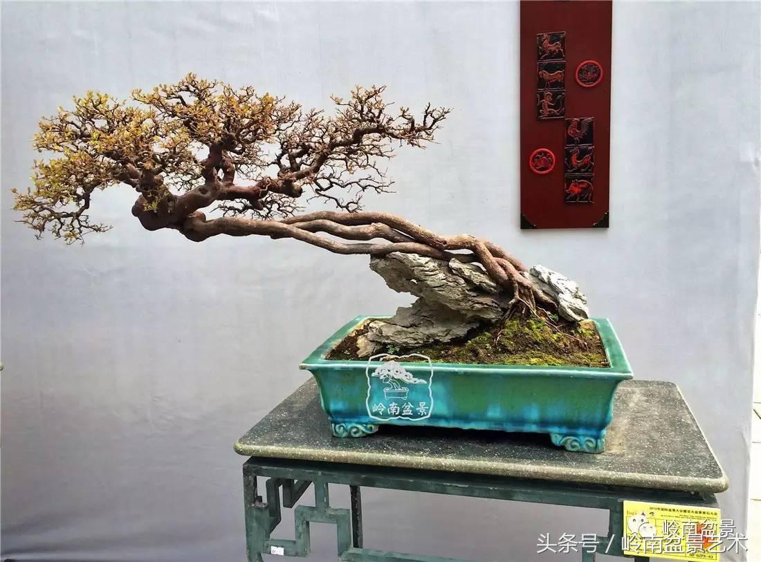 雀梅盆景100幅欣赏,珍藏雀梅盆景图片