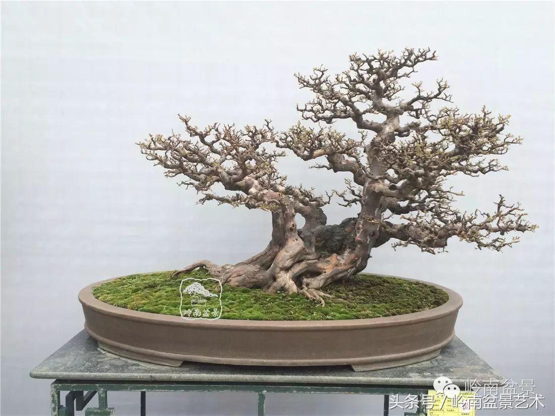 雀梅盆景100幅欣赏,珍藏雀梅盆景图片