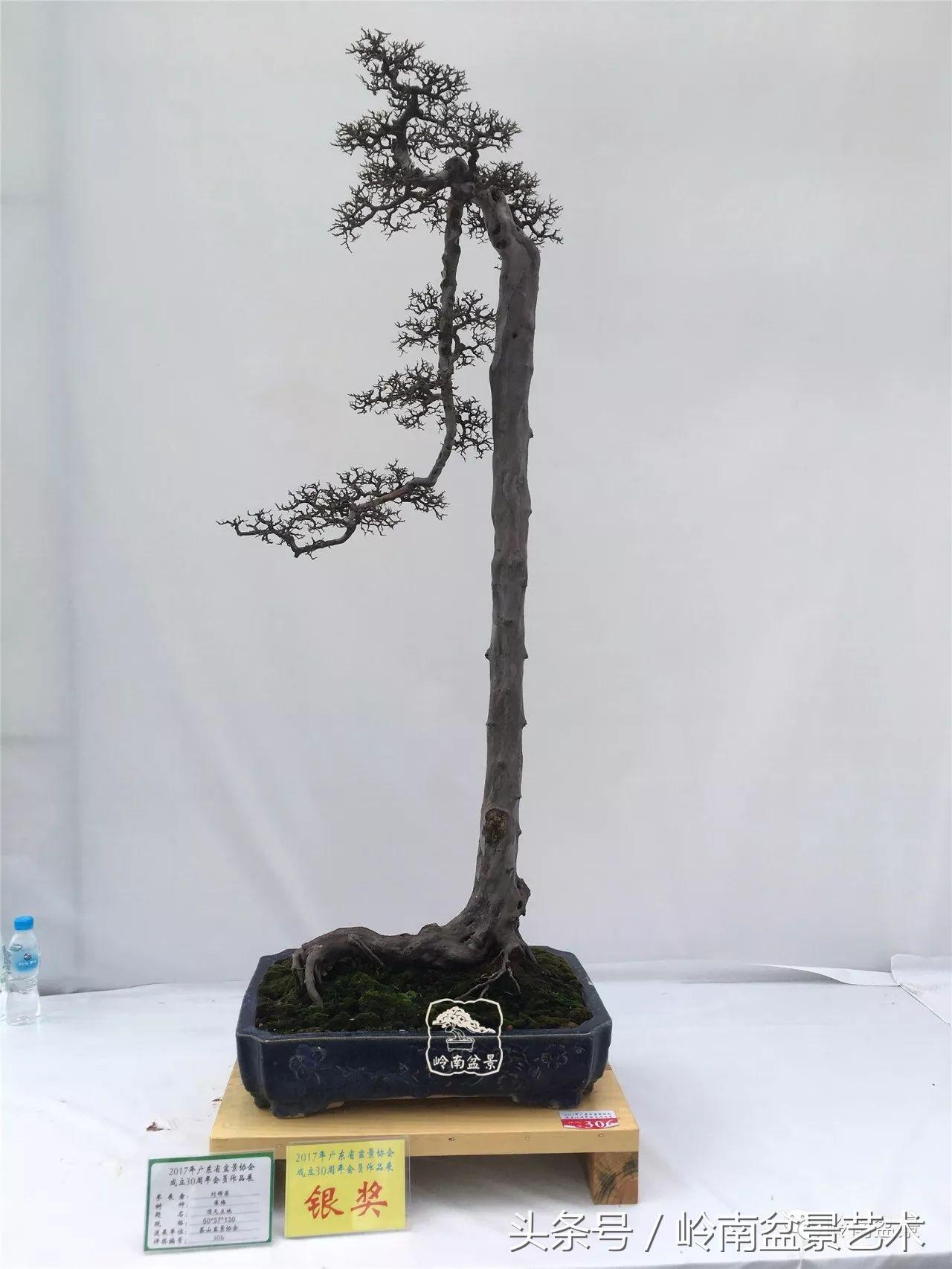 精品盆景雀梅杜鹃罗汉松,最美的100盆雀梅盆景建议收藏