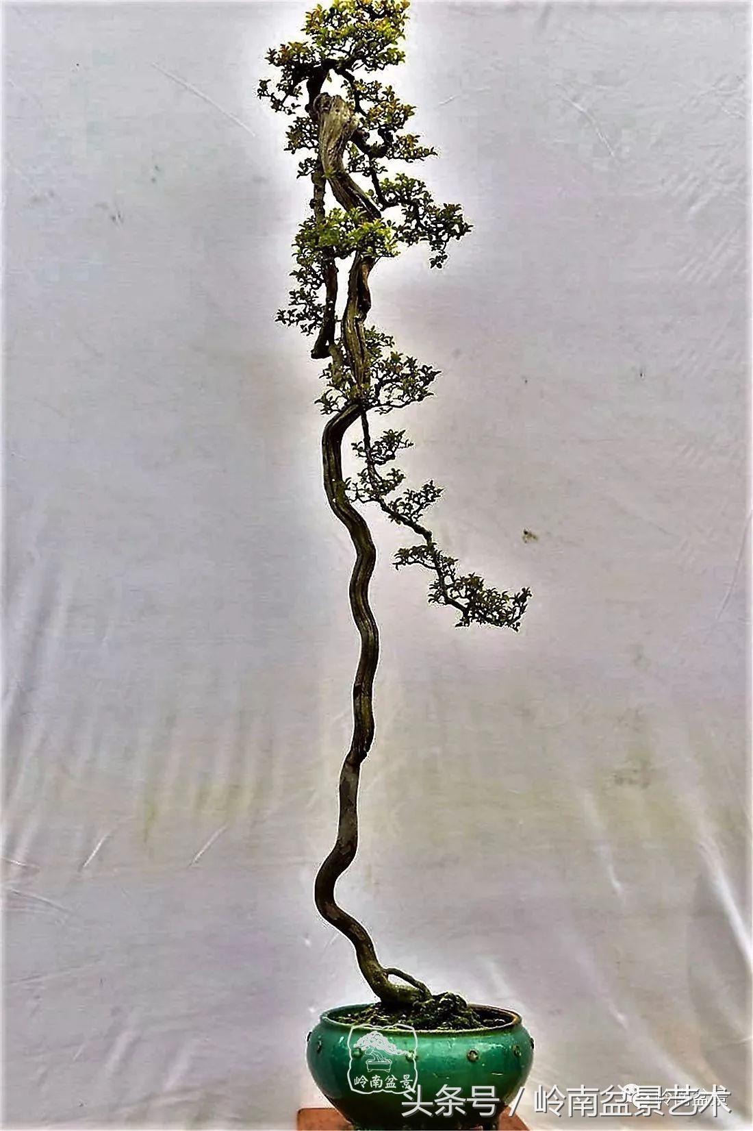 雀梅盆景100幅欣赏,珍藏雀梅盆景图片