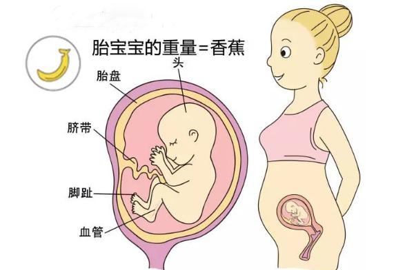 胎儿1到40周图片像什么水果,怀孕了你看见什么宝宝都会知道吗