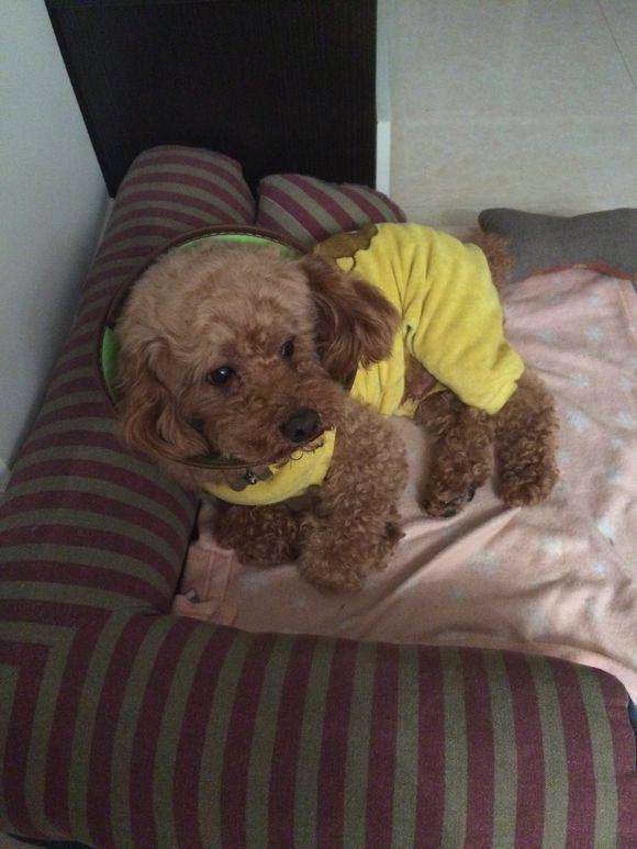 你对犬的疫苗了解多少,猫狗狂犬病科普