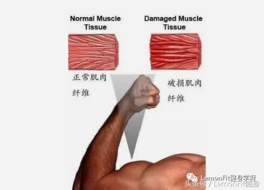 健身后肌肉酸痛，怎么办？lemonfit健身学府