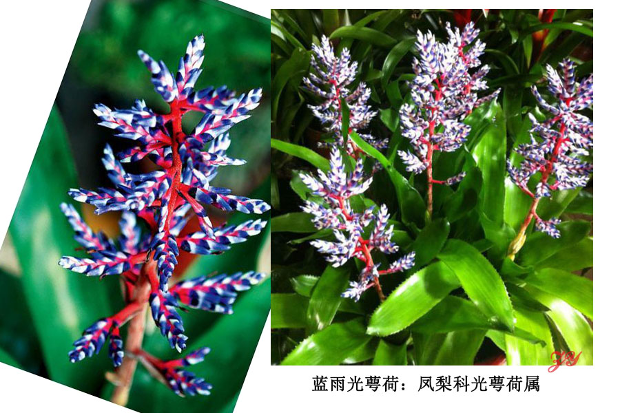 极简风客厅花卉效果图,花卉形状图片大全