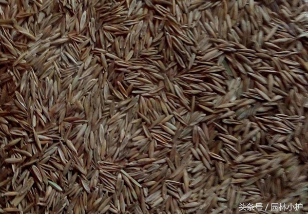 苏州果岭草养护管理技巧,苏州果岭草养护联系方式