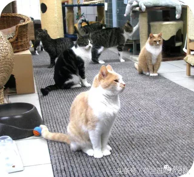 同样是撸猫，看看荷兰人和我们有什么不一样！