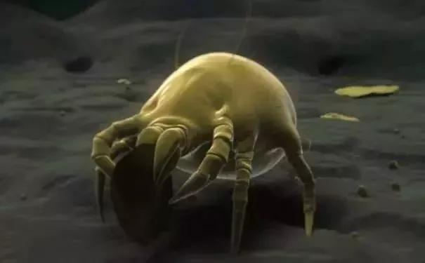 23岁女孩得红疹,女孩身体起红疹水泡