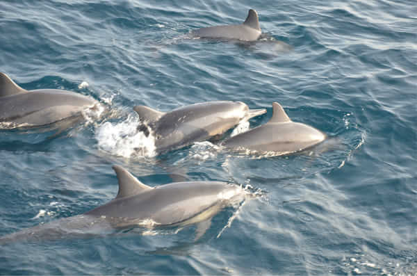 马尔代夫满月岛,满月岛