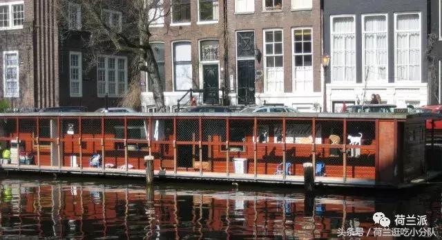同样是撸猫，看看荷兰人和我们有什么不一样！