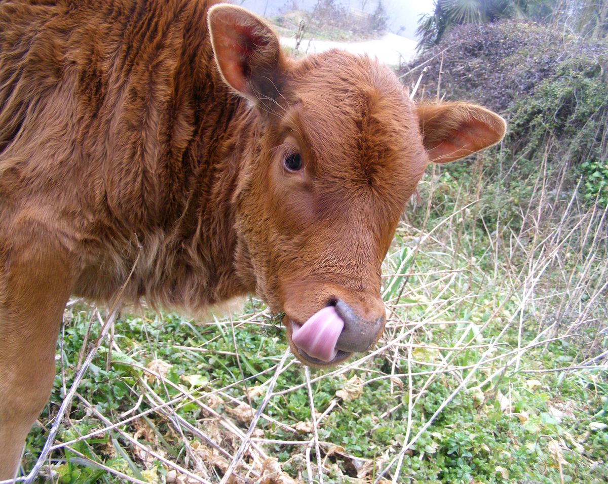 犊牛消化不良怎么治,犊牛消化不良的症状与治疗