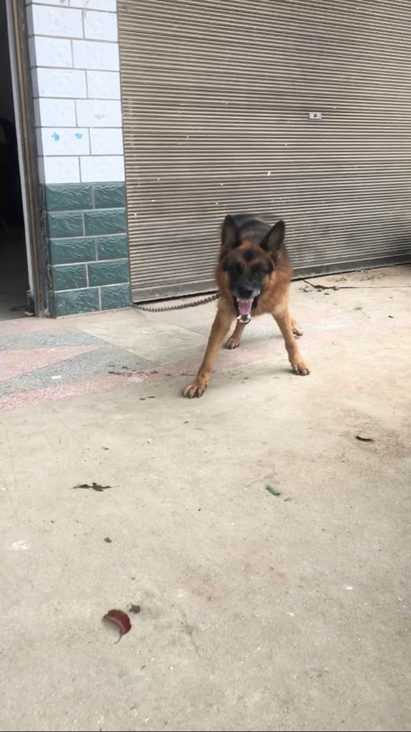 狗狗不认主人还咬主人怎么办,如果狗狗不认主怎么办