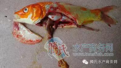 齐同俊医生年度总结,渔医齐同俊简介