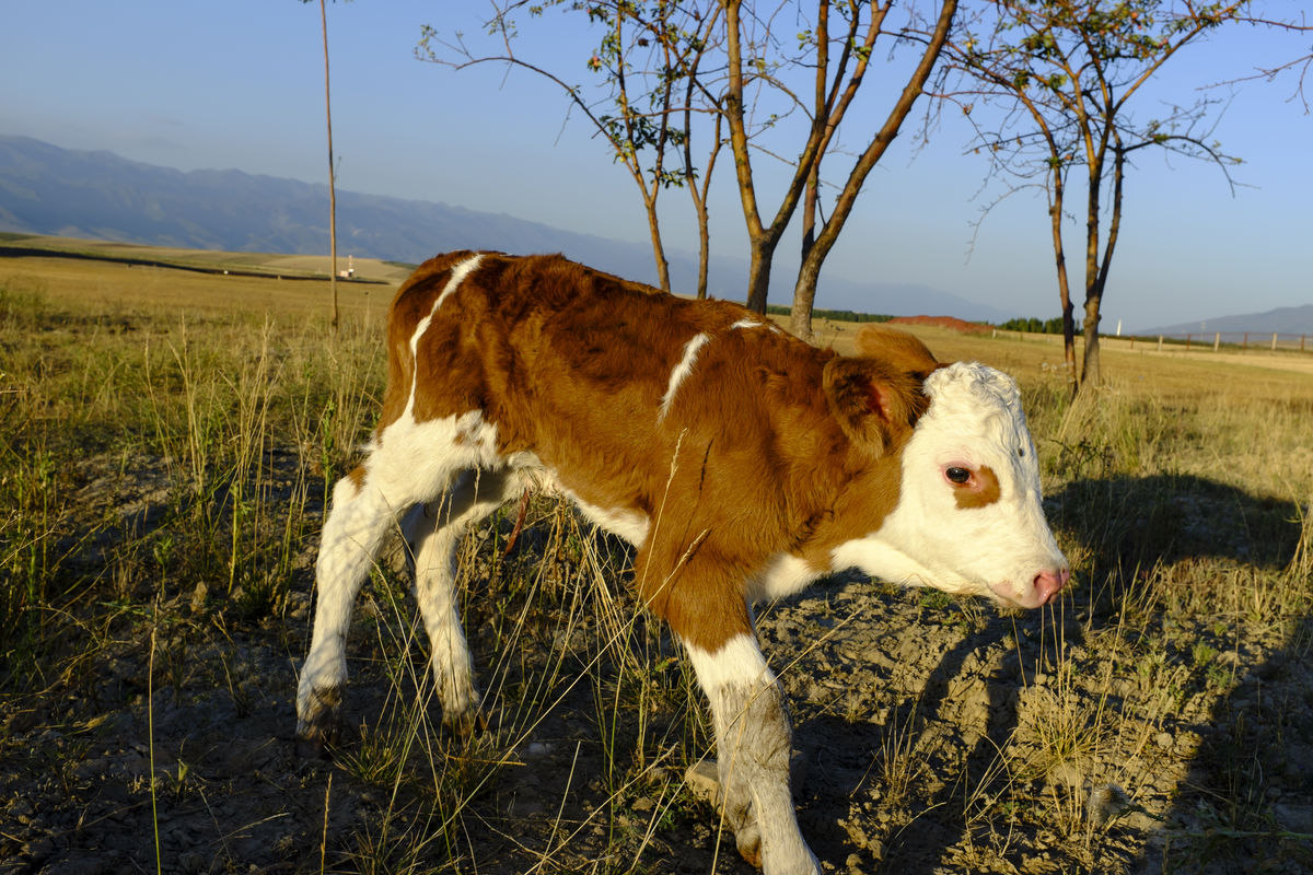 犊牛消化不良怎么治,犊牛消化不良的症状与治疗