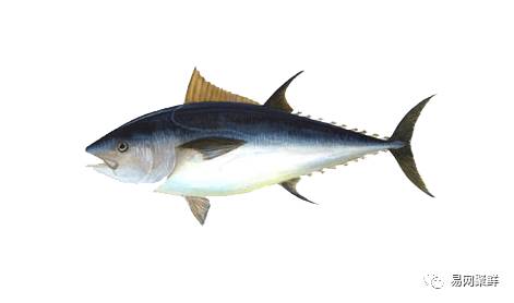 海产市场常见鱼有哪些品种,中国市场常见的进口鱼有哪些