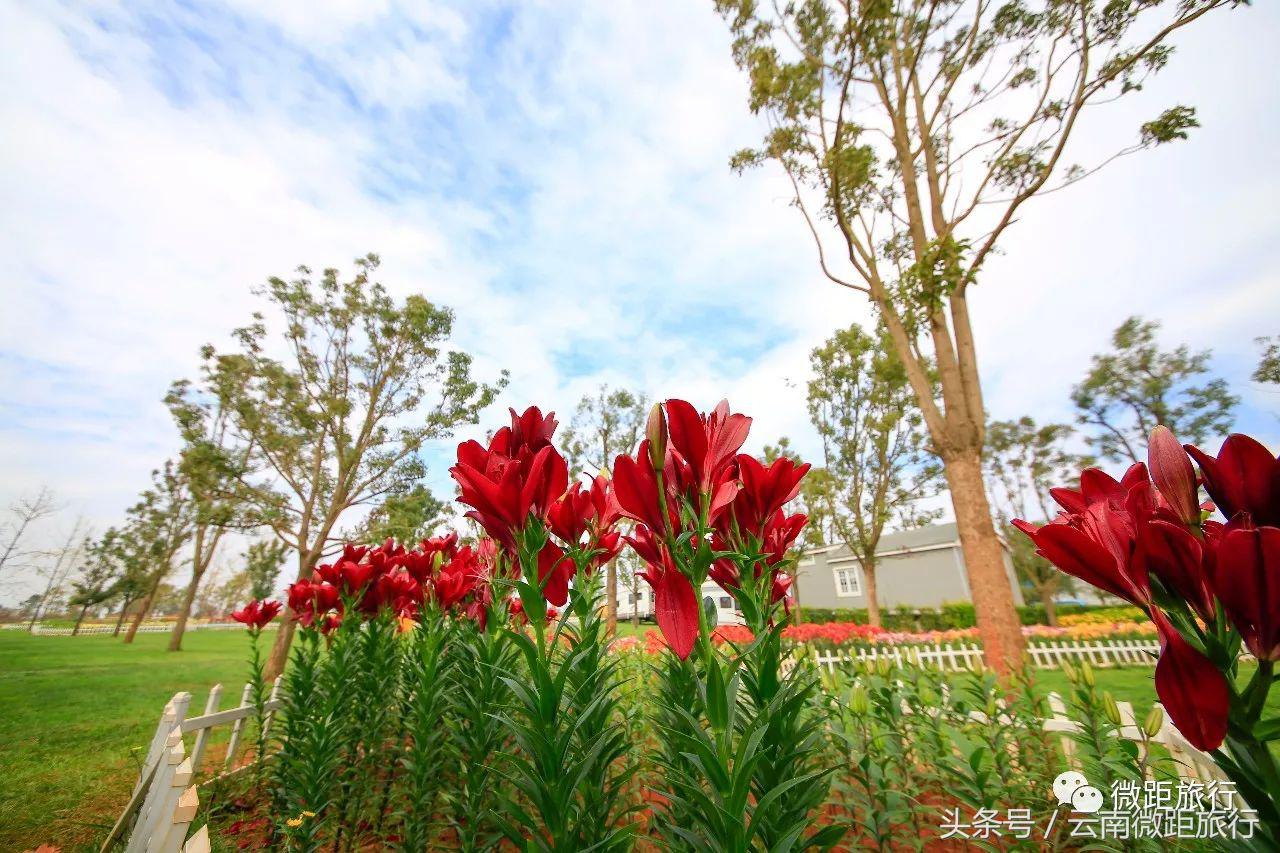 春节免费开放弥勒太平湖森林公园,弥勒太平湖森林公园6月去有花吗