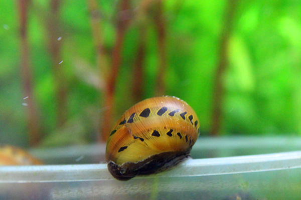 草缸螺类,草缸螺类大全图解