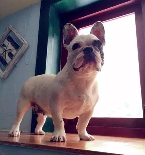 法斗前爪肉垫一碰就抖,法斗日常护理