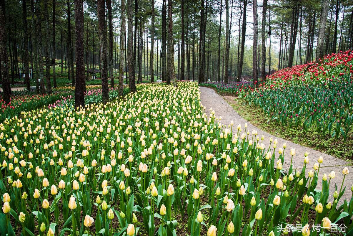 重庆旅游景点推荐排行榜,重庆旅游景点推荐学生