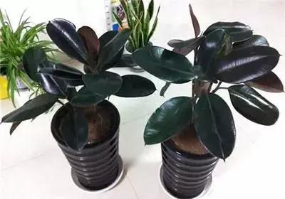 月季的盆土怎样判断干湿,盆土干湿